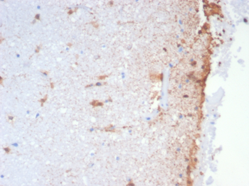 GFAP Antibody