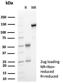 GBP1 Antibody
