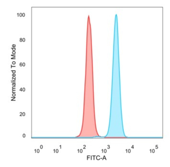 GATA4 Antibody