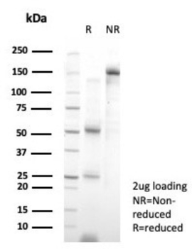 GATA4 Antibody