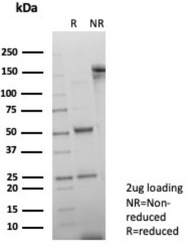 GATA3 Antibody