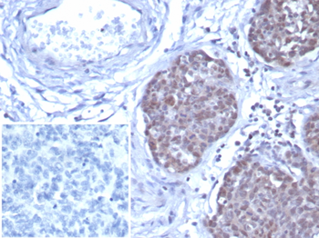 GATA3 Antibody