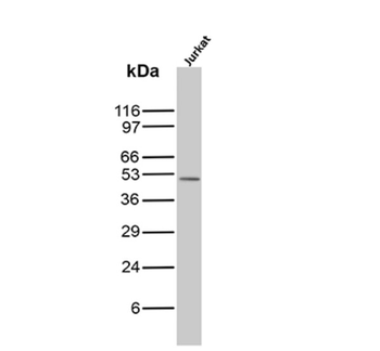GATA3 Antibody