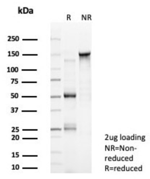 NR5A2 Antibody