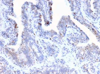 NR5A2 Antibody