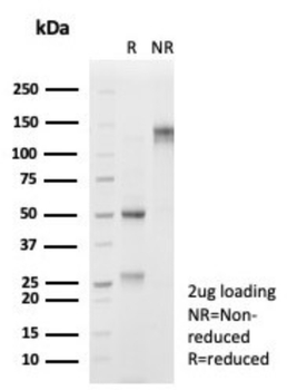 FOXL1 Antibody
