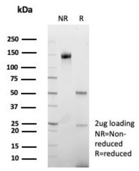 F7 Antibody