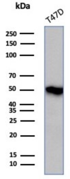 F7 Antibody