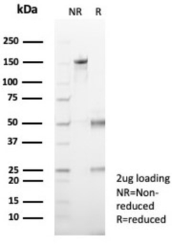 EZH2 Antibody