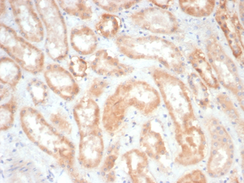 EPHB4 Antibody