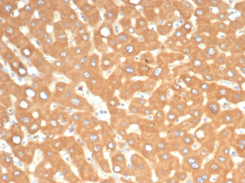 EPHB4 Antibody