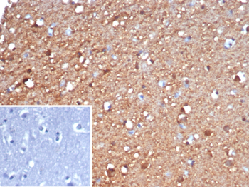 ENO2 Antibody