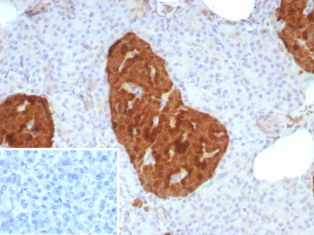 ENO2 Antibody
