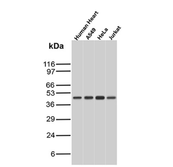 ENO2 Antibody