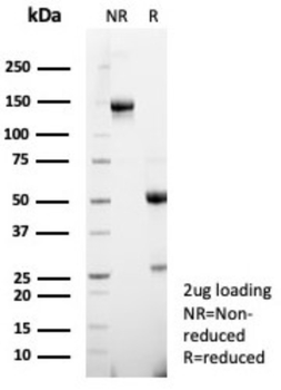 ENO2 Antibody