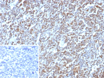 E2F4 Antibody