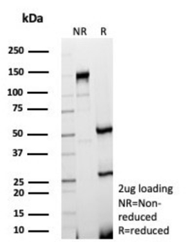 GDF9 Antibody