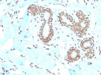 E2F4 Antibody