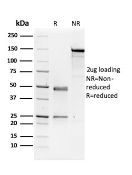 E2F4 Antibody