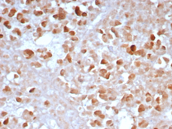 CPA1 Antibody