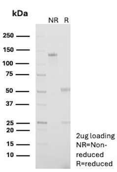 CPA1 Antibody