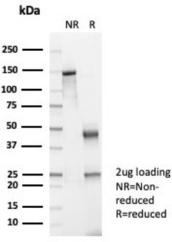 CKB Antibody
