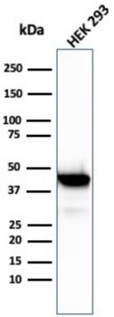 CKB Antibody