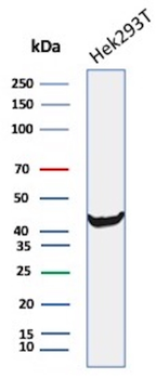 CKB Antibody