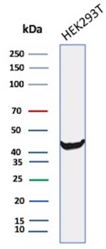 CKB Antibody