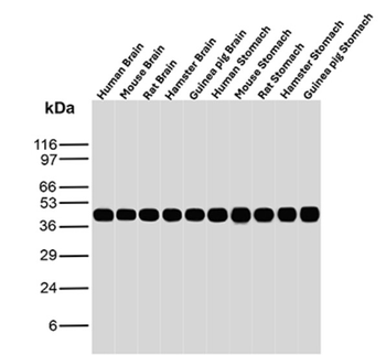 CKB Antibody