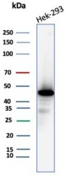 CKB Antibody