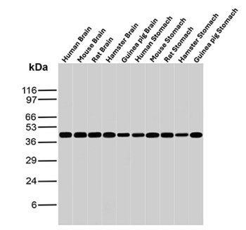 CKB Antibody