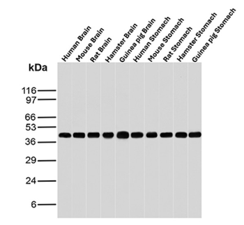 CKB Antibody