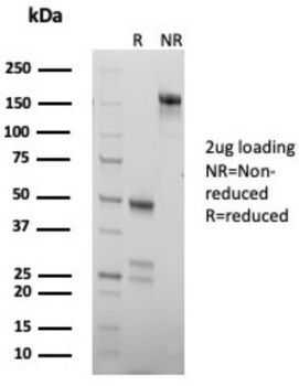 CHGB Antibody