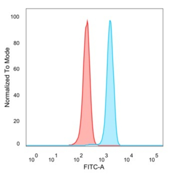 CEBPE Antibody
