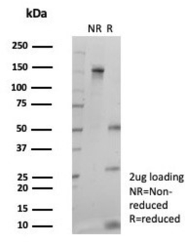 CEBPE Antibody