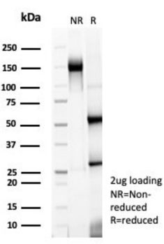 NTRK3 Antibody