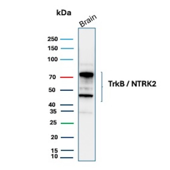NTRK2 Antibody