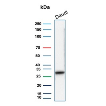 HLA-DPB1 Antibody