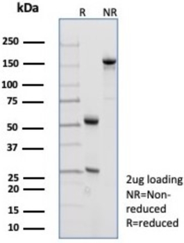CDH1 Antibody