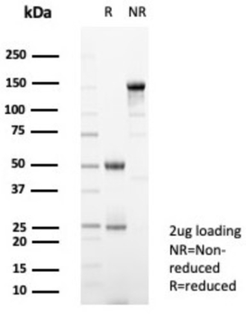 SIGLEC10 Antibody