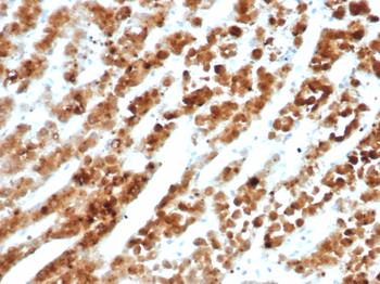 IL18RAP Antibody