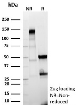 IL18RAP Antibody