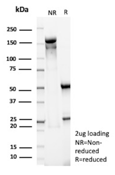 BAP1 Antibody