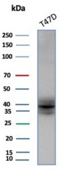 FGF23 Antibody