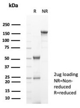 FGF23 Antibody