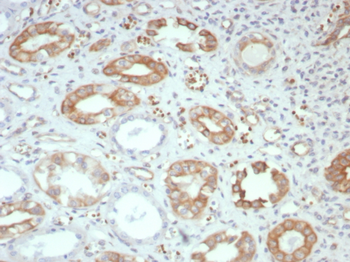 FGF23 Antibody