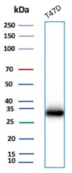 FGF23 Antibody