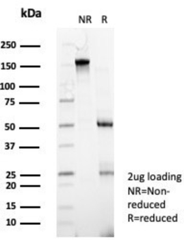 ZNF343 Antibody