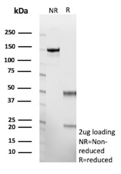 Rps23 Antibody